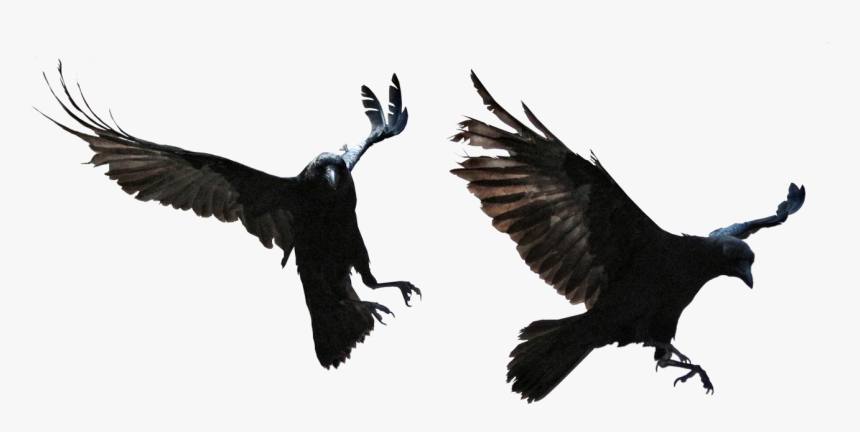 Transparent Background Raven Png - Transparent Ravens, Png Download, Free Download
