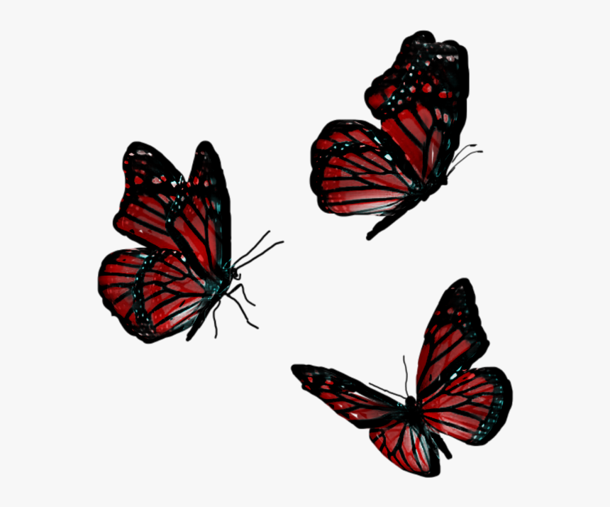 #butterfly #animals #flying #red - Flying Red Butterfly Png, Transparent Png, Free Download