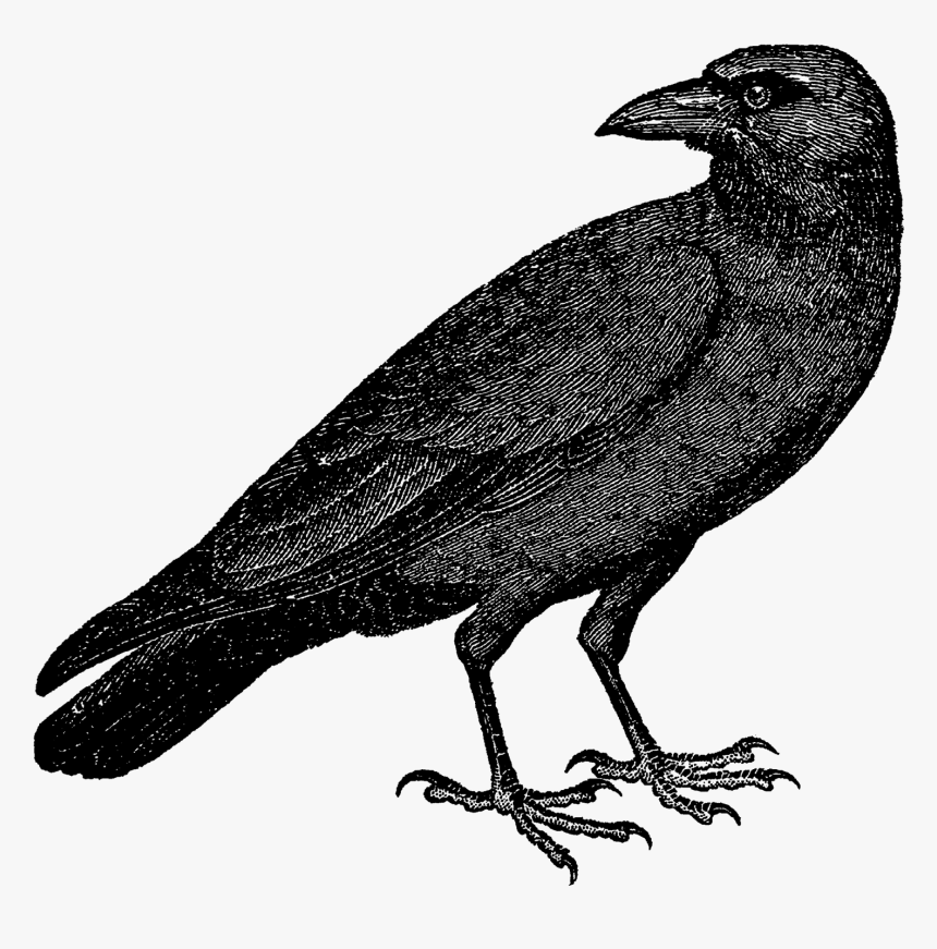 Halloween Crow Transparent Background Png, Png Download, Free Download