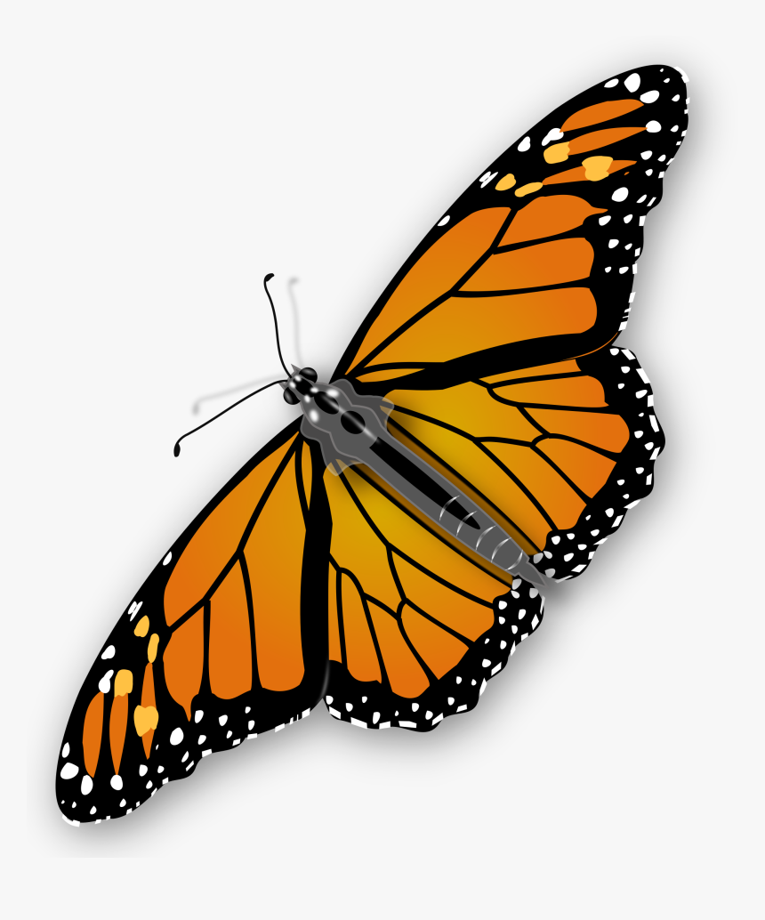 Monarch Butterfly Png - Monarch Butterfly Transparent Background, Png Download, Free Download