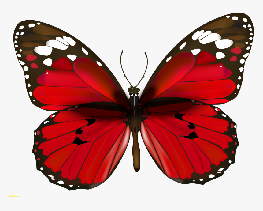 Butterfly Png Free Background - Happy New Year Butterfly, Transparent Png, Free Download
