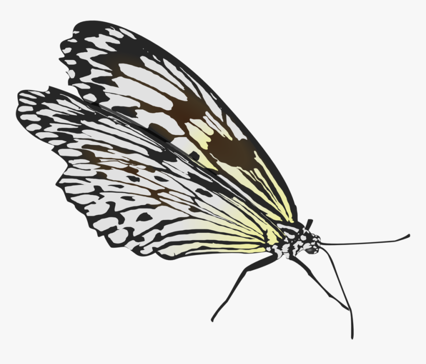 Fold Wings Butterfly, HD Png Download, Free Download