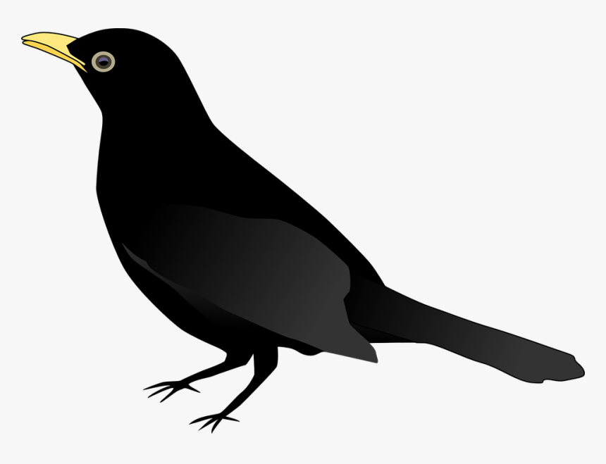 Blackbird, Raven, Crow, Animal, Bird, Black - Black Bird Clipart, HD Png Download, Free Download