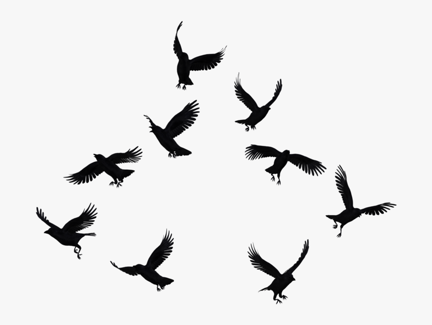 Flock Of Crows Png, Transparent Png, Free Download