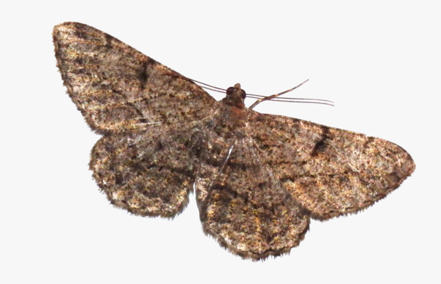 Moth Png Transparent Picture - Transparent Moth Png, Png Download, Free Download