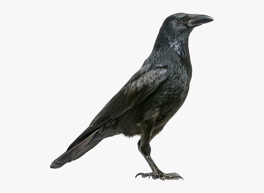 Crow Png Free Download - Crow Side View, Transparent Png, Free Download