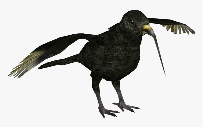 American Crow , Png Download - Oystercatcher, Transparent Png, Free Download