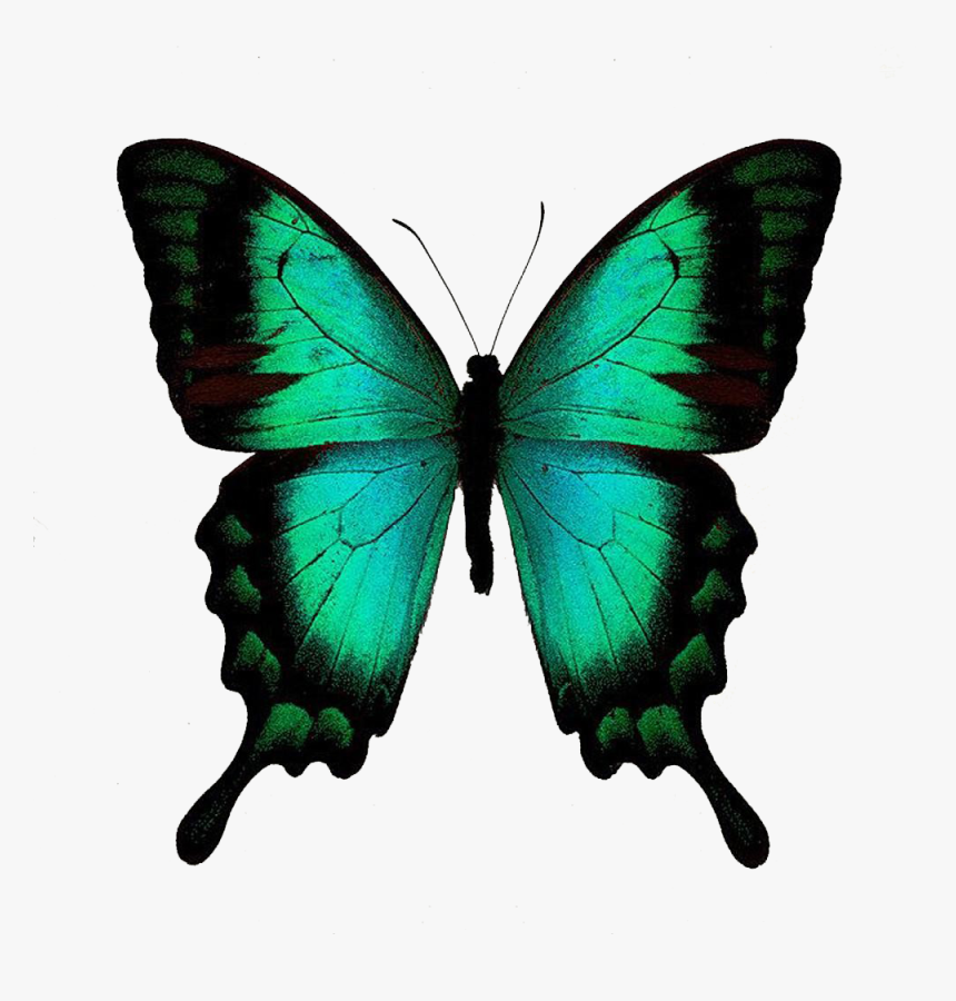 Colorful Butterfly Png Free Background - Green Swallowtail Butterfly, Transparent Png, Free Download