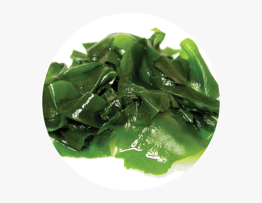 Wakame Seaweed - Extracto De Algas Marinas, HD Png Download, Free Download