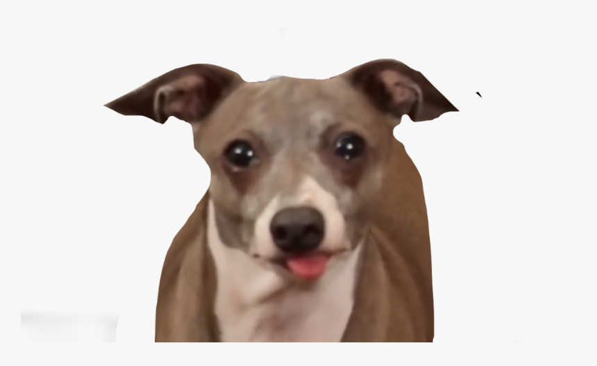 #jennamarbles #kermit #peach #marbles #marble #funny - Transparent Jenna Marbles Dogs, HD Png Download, Free Download