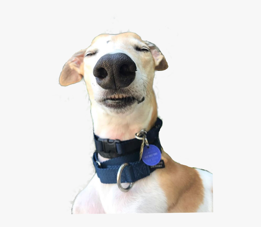 #jennamarbles #bunny #dog #youtube #youtubers #memes - Jenna Marbles Dog Bunny, HD Png Download, Free Download