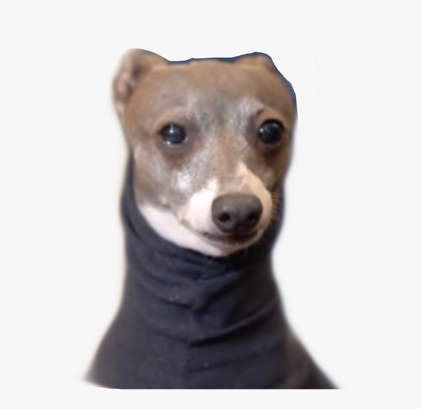 #cermet #kermit #jennamarbles #cermit #freetoedit - Dog In Turtleneck Meme, HD Png Download, Free Download