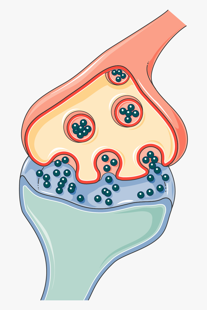 Transparent Image Of Synapse, HD Png Download, Free Download