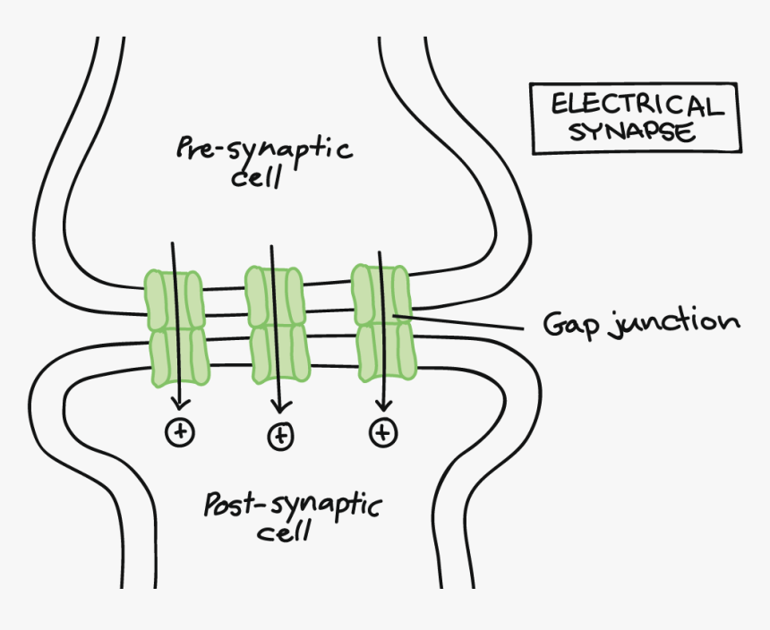 Electrical Synapse, HD Png Download, Free Download