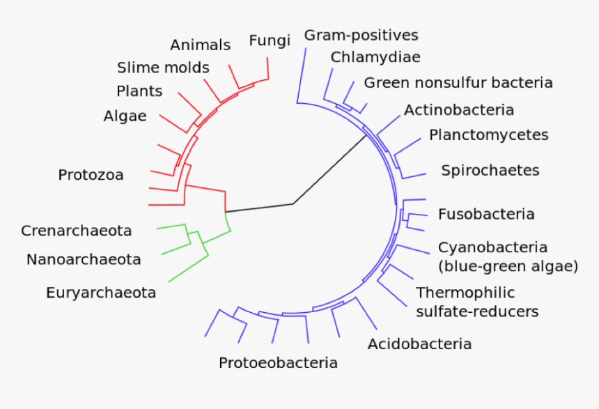 Genomic Relationship Across The Three Domains Of Life, - Classification Of Bacteria, HD Png Download, Free Download