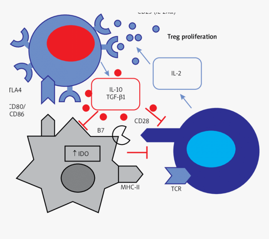 Diagram, HD Png Download, Free Download