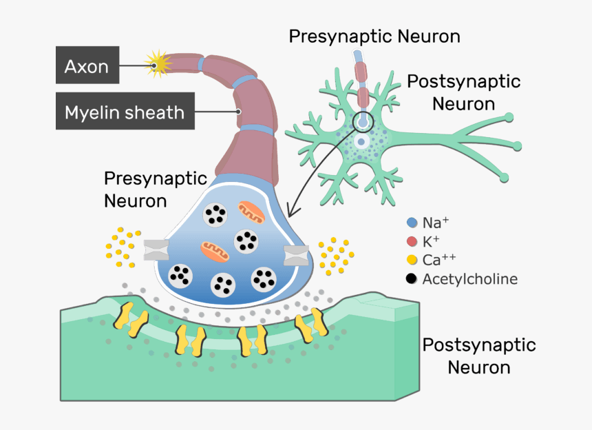 An Image Showing The Action Potential Passing Through - Neurotransmitter Synapse, HD Png Download, Free Download
