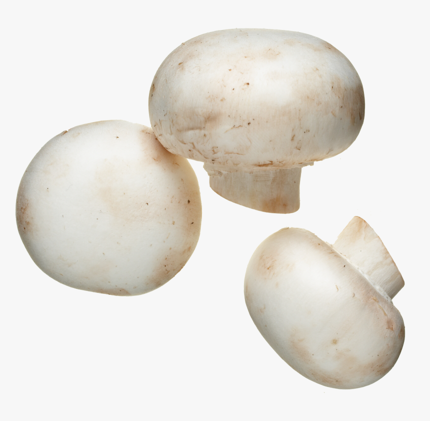 White - White Mushroom, HD Png Download, Free Download