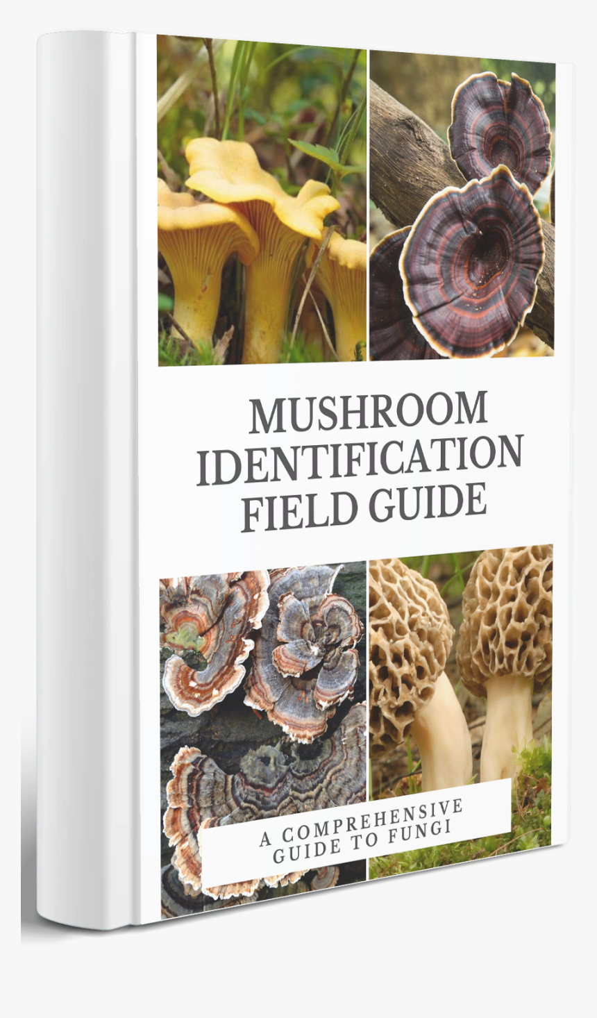 Lingzhi Mushroom, HD Png Download, Free Download