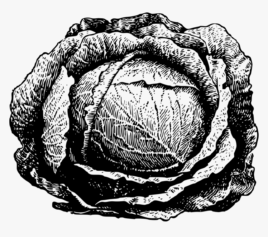 Cabbage Black And White Free, HD Png Download, Free Download