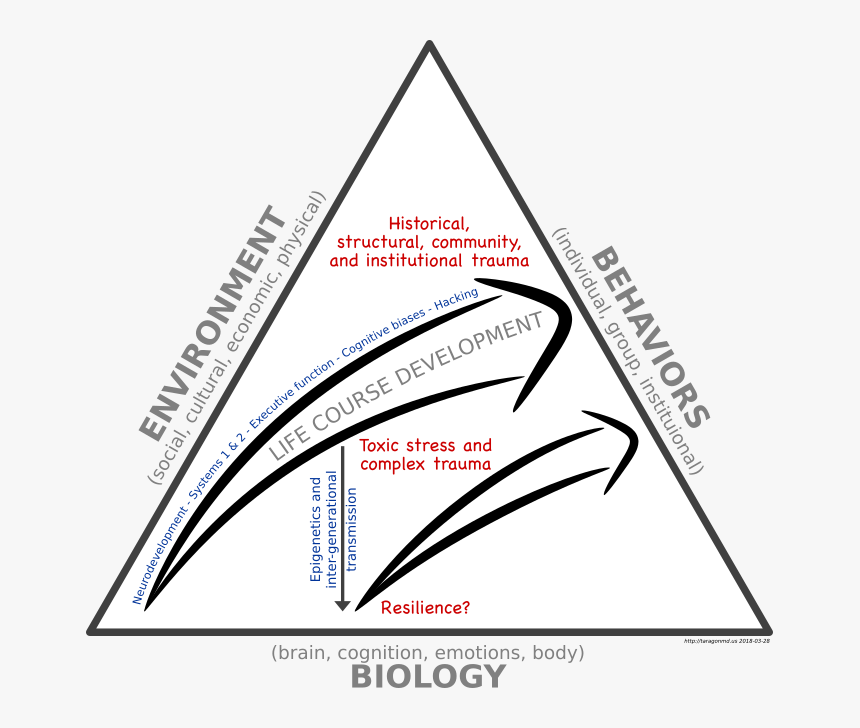 Radical Health Development Model - Triangle, HD Png Download, Free Download