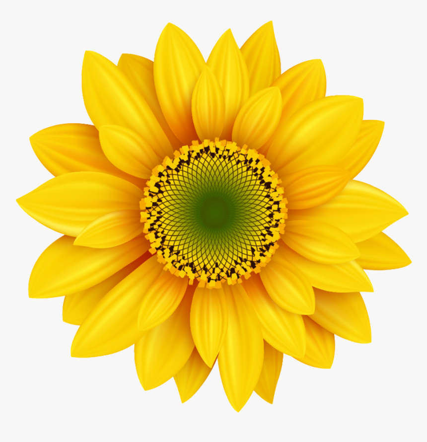 Royalty-free Photography Icon - Flor De Girassol Png, Transparent Png, Free Download