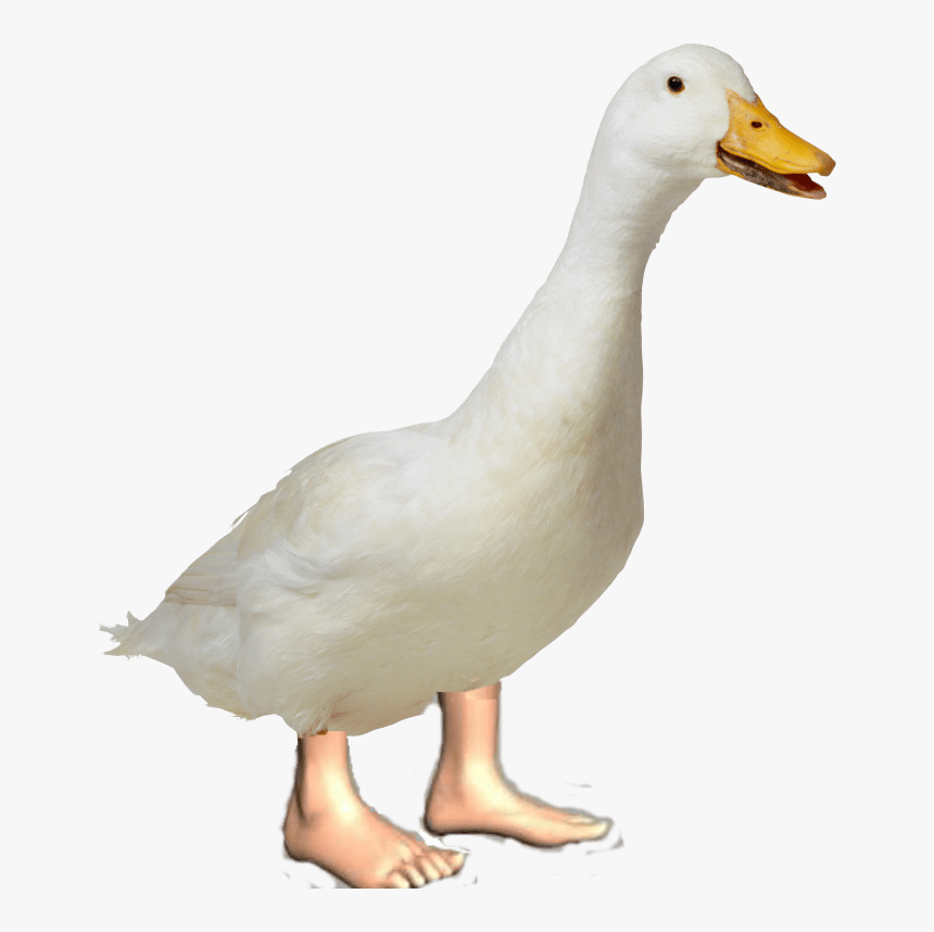 Duck And Duckling Png, Transparent Png, Free Download