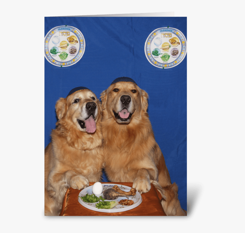 Golden Retriever Passover Seder Blessing Greeting Card - Dog Catches Something, HD Png Download, Free Download