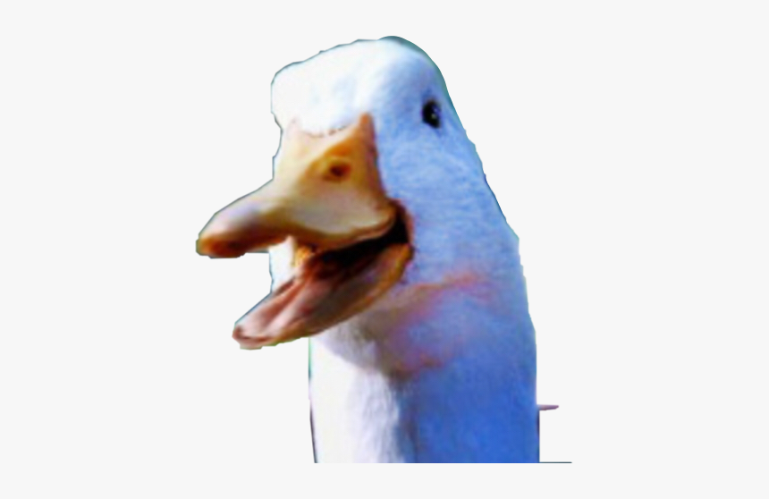 #duck #aflac #majormedical #freetoedit - Aflac, HD Png Download, Free Download