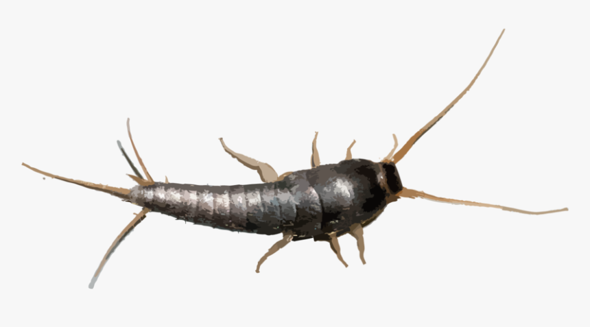 Hr Silverfish, HD Png Download, Free Download