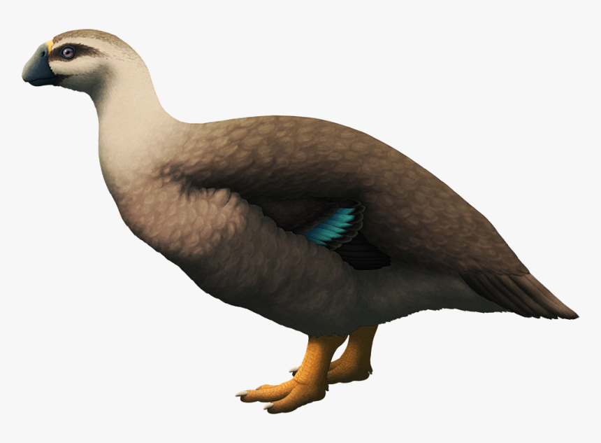 Tumblr Oqd1iurxru1s5f2yxo1 - Kauai Turtle Jawed Goose, HD Png Download, Free Download