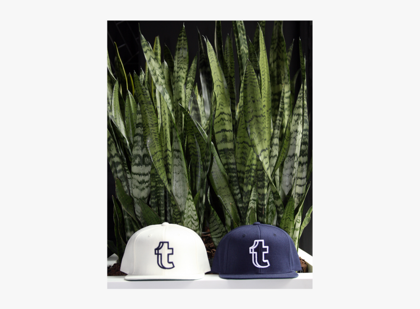 Tumblr Feather Png, Transparent Png, Free Download
