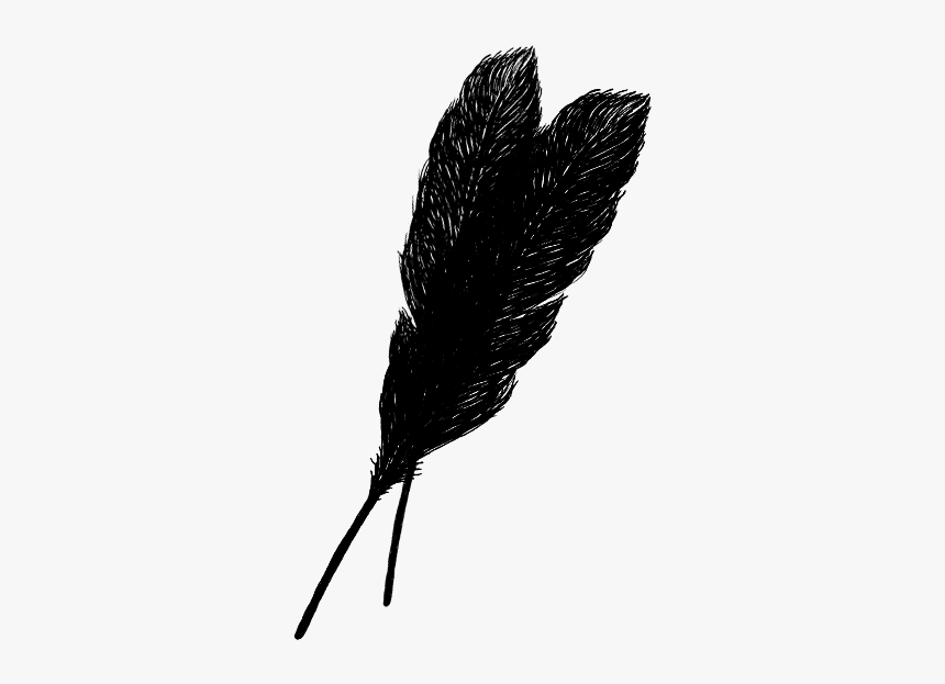 Feather Png, Transparent Png, Free Download