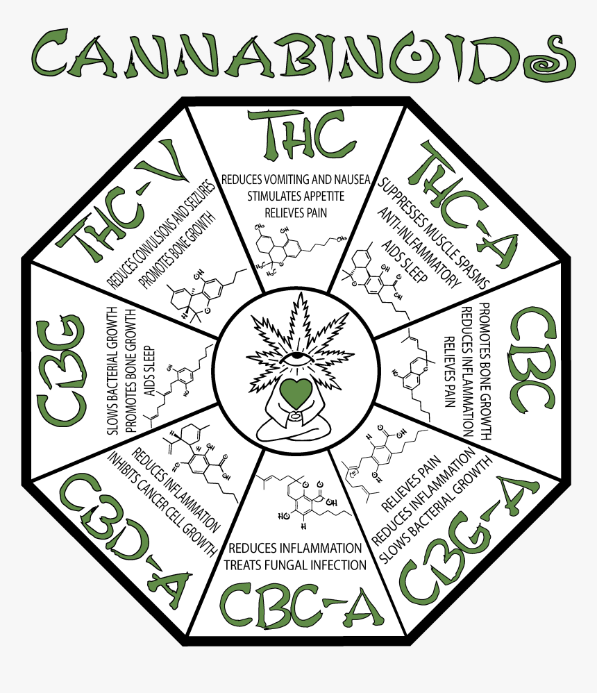 Image result for cannabinoids chart