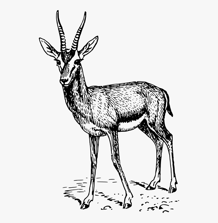 Gazelle Drawing, HD Png Download, Free Download