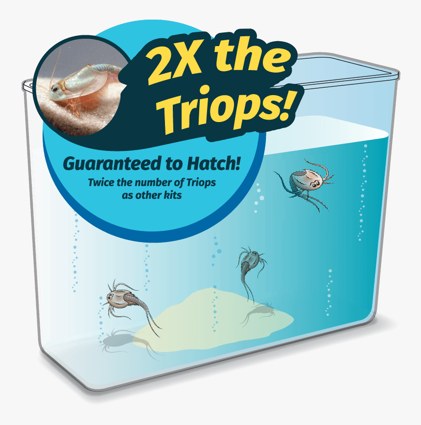 A Triop Tank - Triops World, HD Png Download, Free Download