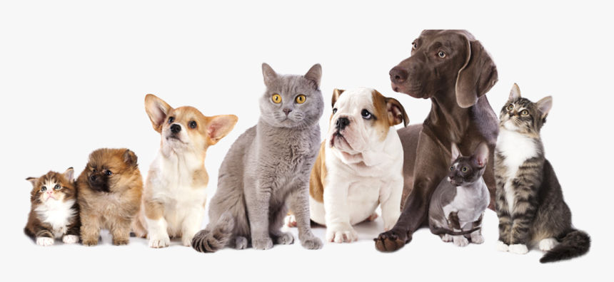Dogs & Cats, HD Png Download, Free Download