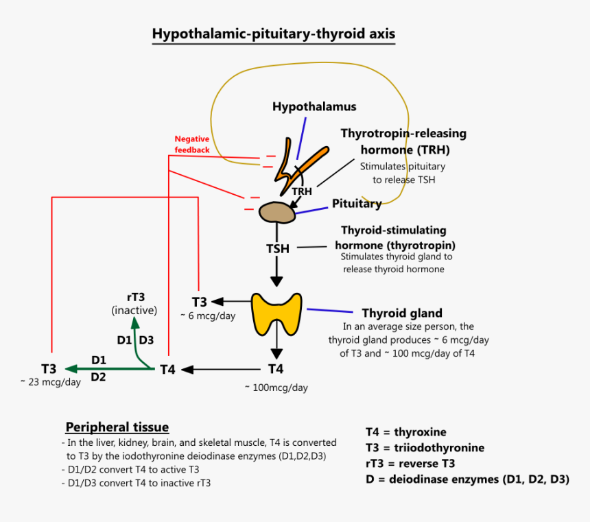 T3 T4 Thyroid, HD Png Download, Free Download