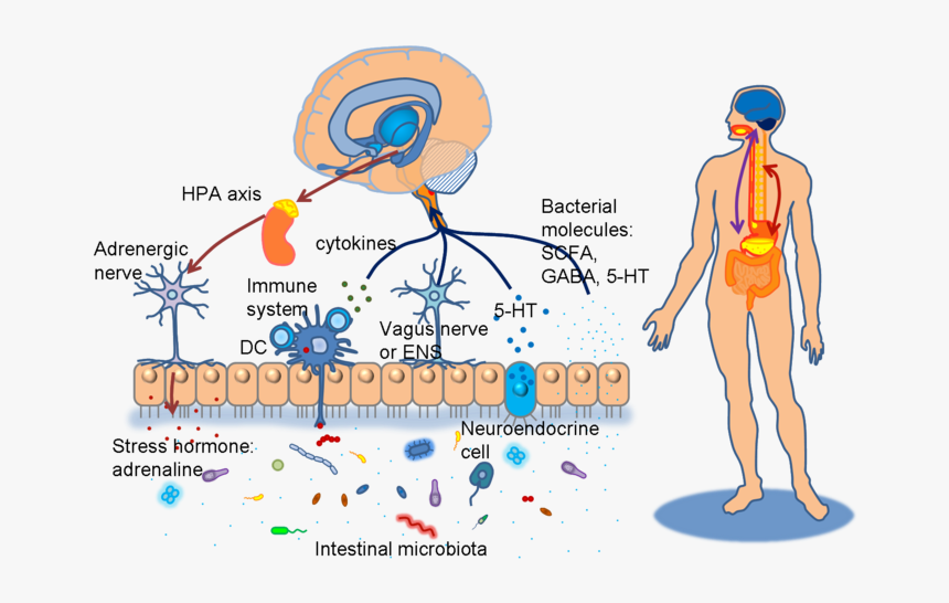 Diagram Of Brain Gut Micorbiota Axis - Gut Microbiota Hpa Axis, HD Png Download, Free Download