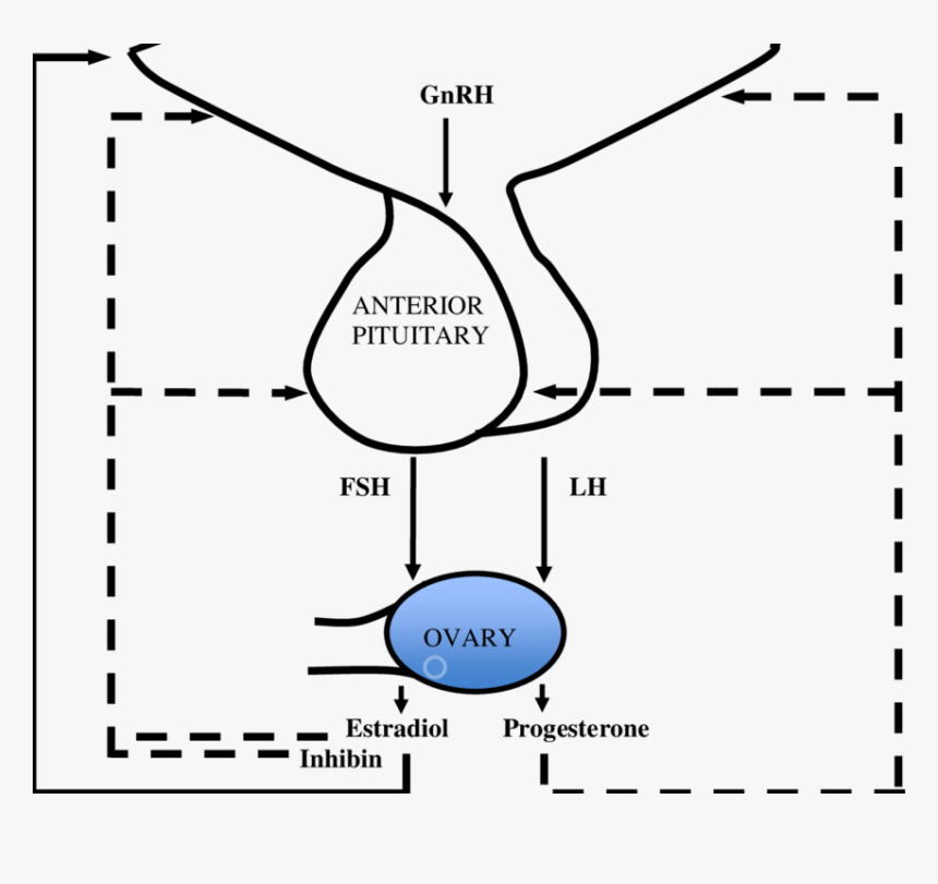 Axis - Hypothalamic Pituitary Ovarian Axis, HD Png Download, Free Download