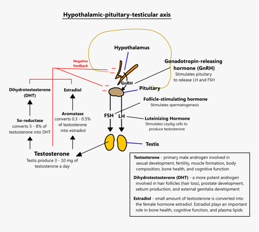 Estrogen And Testosterone Production, HD Png Download, Free Download