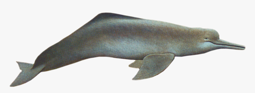 Dolphin Png -amazon River Dolphin - Amazon River Dolphin Png, Transparent Png, Free Download