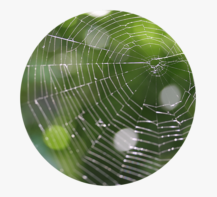 Transparent Telaraña Png, Png Download, Free Download