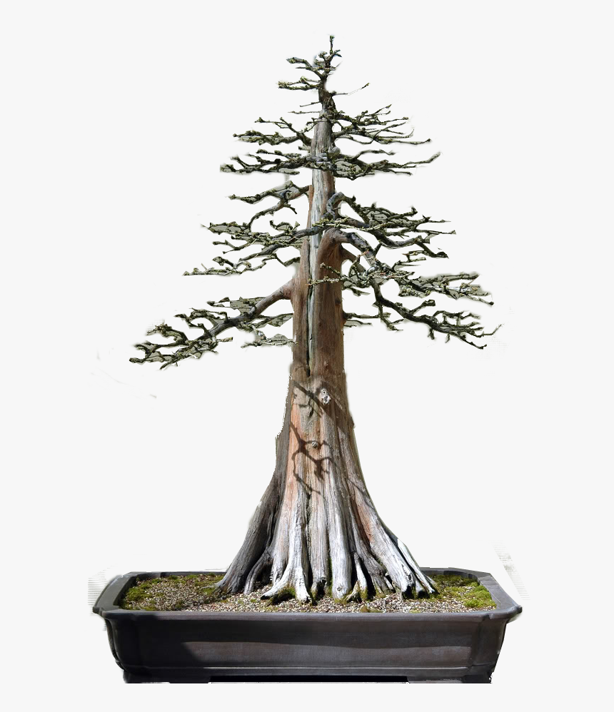 Bald Cypress Bonsai, HD Png Download, Free Download