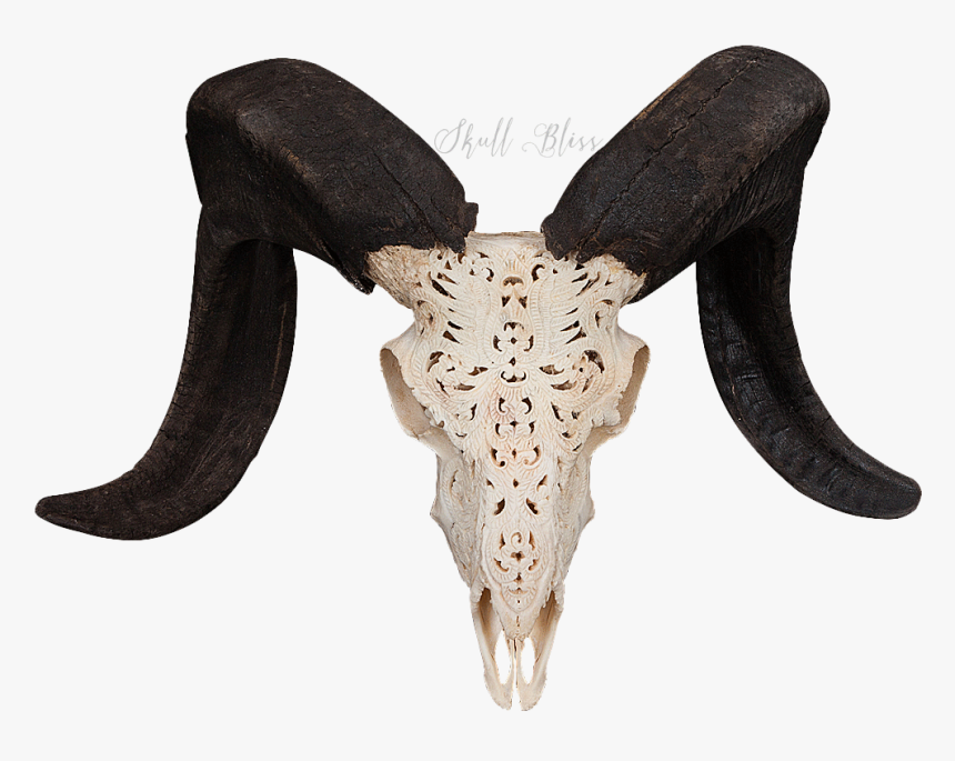 Goat Skull Transparent, HD Png Download, Free Download