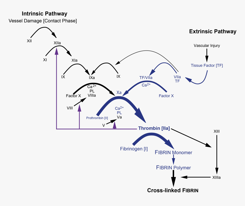 Diagram, HD Png Download, Free Download