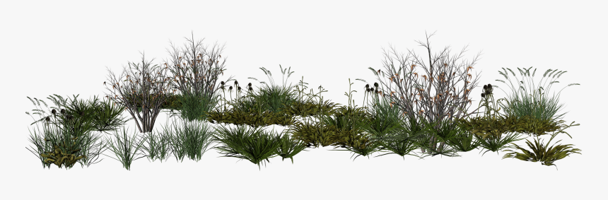 Png Transparent Background Grass Png, Png Download, Free Download