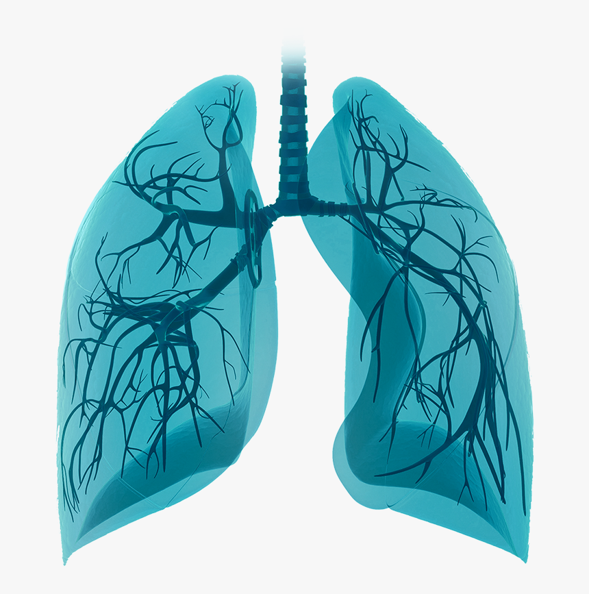 Insights In Interstitial Lung Disease - Illustration, HD Png Download, Free Download