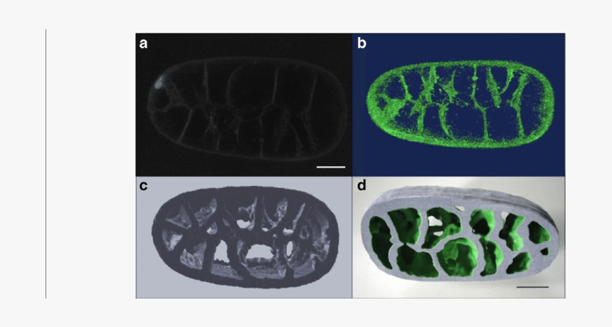 Medical Imaging, HD Png Download, Free Download