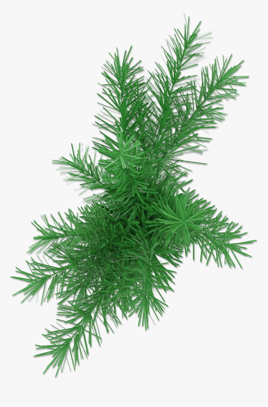 Pond Pine, HD Png Download, Free Download